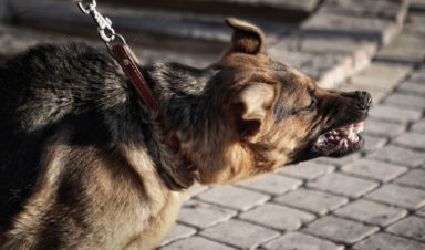 angry dog showing teeth on leash