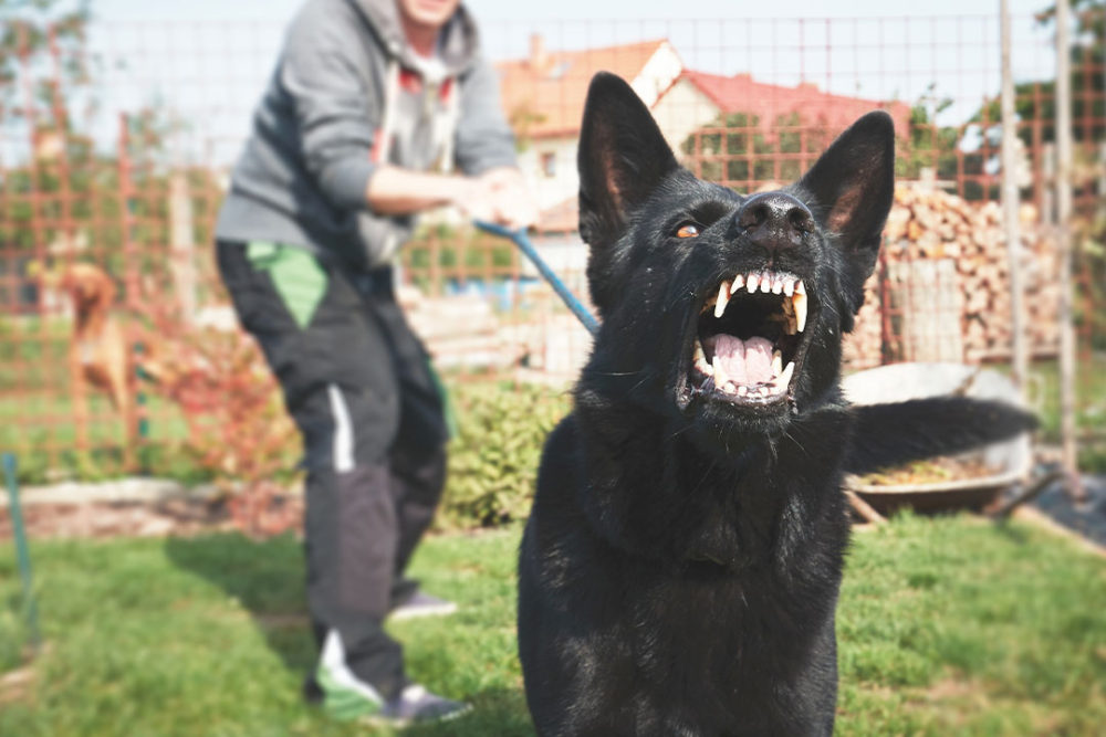 understanding-missouri-dog-bite-laws-muchnick-haber-margolis