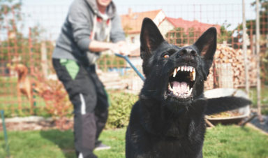 An owner pulls back on the leash of a black snarling dog