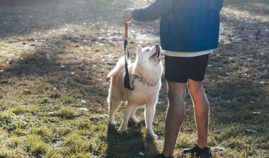 dog and owner in park abiding by leash laws