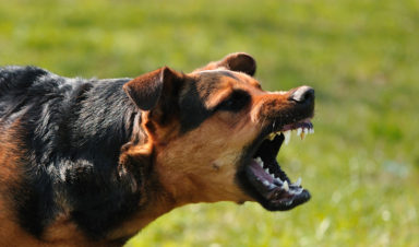 Dog Barking Sparks Dog Bite Laws in Illinois