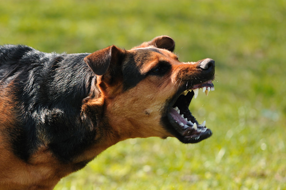 Dog Barking Sparks Dog Bite Laws in Illinois